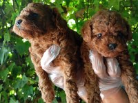IRK VE SAĞLIK GARANTİ POODLE YAVRULARIMIZ