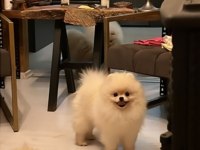 Yetişkin Dişi Pomeranian Boo