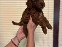 Oyuncu Toy Poodle yavrularımız