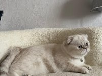 Beyaz scottish fold