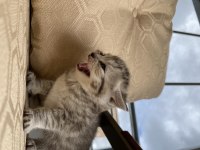 British shorthair anne ve 2 yavru british longhair 3 yavru