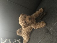 Toy Poodle Köpeği