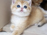Peluş British Shorthair Oyuncaklar