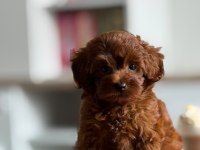Top Poodle 2,5 Aylık