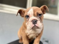 Aşılı ve sağlık garantili ingiliz bulldog bebeğimiz