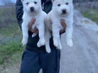 ÜST KALİTE BEYAZ MAVİ GÖZ HUSKY YAVRULAR