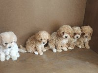 Anne altından maltipoo bebekler