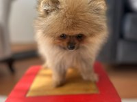 Mikro Pomeranian Bardak Boy