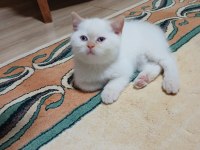 British shorthair red point