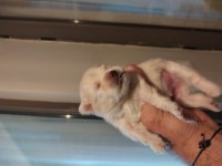 Pomeranian boo köpeklerim