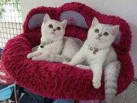 Silver chinchilla rengi safkan son kalan yavrumuz