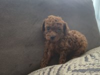 Orjinal yavru kore poodle