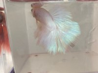 Premium Betta Balıkları