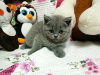 A kalite british shorthair yavrular yeni sahiplerini arıyor