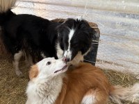 Her renk border collie yavru