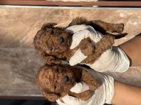 Kore poodle yavrularımız 