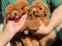 Fci şecereli toy poodle yavrular