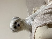 Morkie dişi