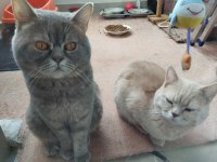 GÜZEL KEDİLERİMİZ YENİ SAHİPLERİNİ BEKLİYOR