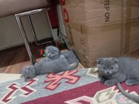 British shorthair yavrularımız