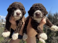 Mükemmel LAGOTTO ROMAGNOLO yavrularımız