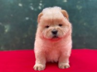 A kalite panda surat chow chow çin aslanı