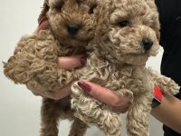 Toy poodle bebek köpeklerimiz
