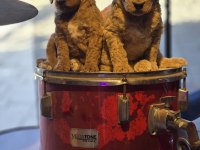 BURKEM AİLESİNDEN Özel Seri Dev Poodle Yavruları