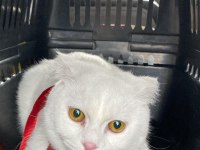 BRİTİSH DİŞİ KEDİSİ
