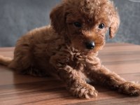 Teacup toy poodle yavrularımız