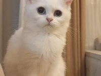 Kızımıza yeni ev british shorthair