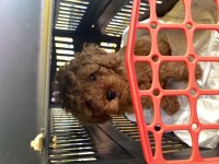 2 aylık red toy poodle