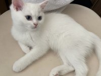 British longhair shorthair dişi ve erkek