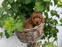 Toy poodle 2 aylık