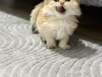 2 aylık yavrularımız golden british longhair