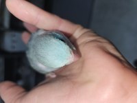 Dışı forpus papağanı bebekler