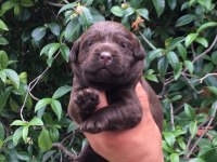 Labrador yavrular