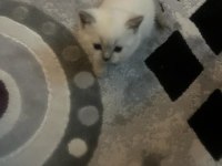 4 adet erkek british blue point 2 aylık yavrular