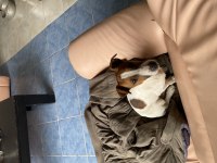 3 aylık dişi jack russell