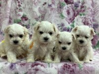 MALTESE YAVRULARI