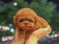 KOREAN TOY POODLE YAVRULARIM