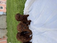 Teacup Kore Poodle Bebekler