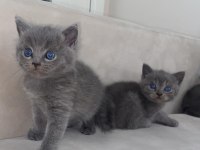 Yavru scottish fold kedilerimiz yeni yuvalarını bekliyor