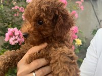 Bakımlı Toy Poodle