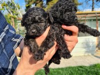 SİYAH (BLACK) POODLE YAVRULARIMIZ