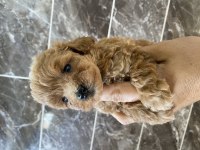 Orjinal Maltipoo bebekler