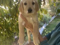 Golden Retriever Yavrularımız