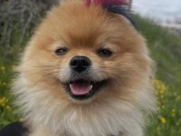 Yakışıklı Pomeranian Oğlum Yeni Ailesini Arıyor