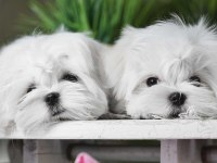 KORE MALTESE TERRİER