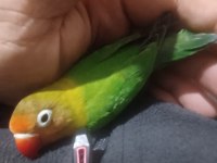 4 AYLIK VE YENİ SEVDA PAPAĞANI BEBEKLER ELE ALIŞTIRMALIK